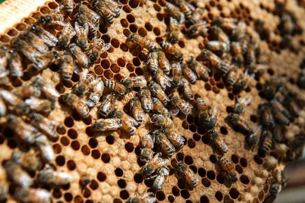 Alveare aperto all'ispezione dell'apicoltore — Foto Stock