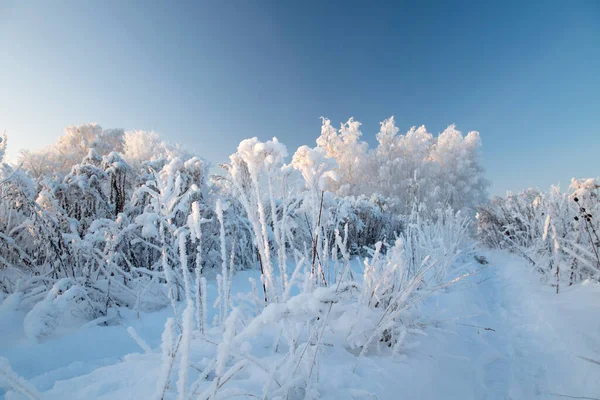 Winterlandschaft mit schneebedeckten Bäumen — Stockfoto