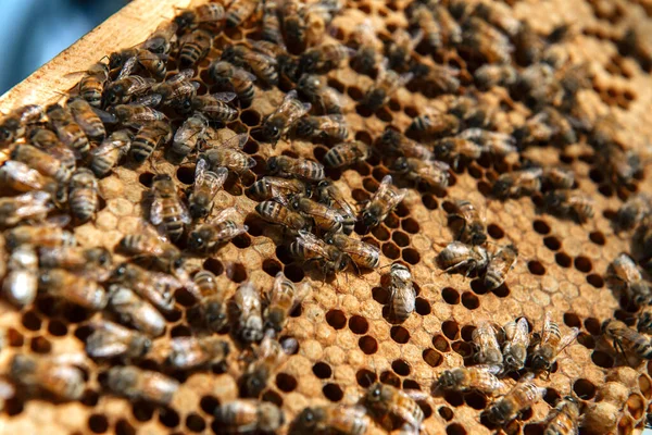 Alveare aperto all'ispezione dell'apicoltore — Foto Stock