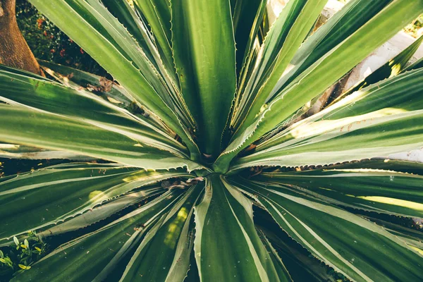 Yukka fondo de la planta. Arriba wiev —  Fotos de Stock