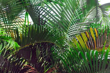 Tropik palmiye bitkisi arka planı