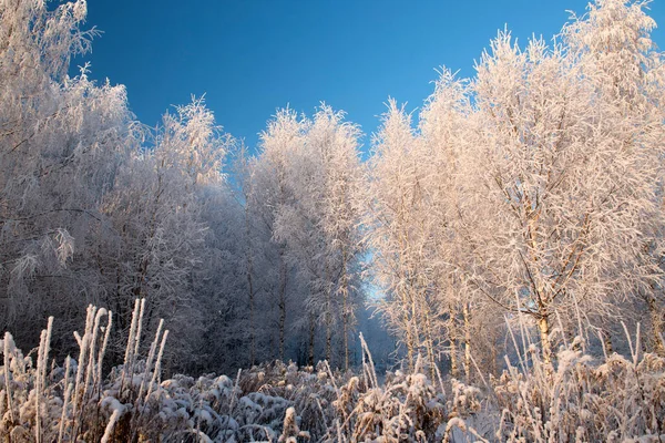 Zimní krajina se zasněženými stromy a modrou oblohou — Stock fotografie