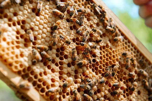 Beehive open for inspection by the beekeeper