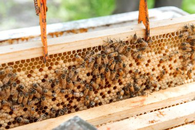 Arı kovanı, arıcı tarafından incelenmek üzere açık.