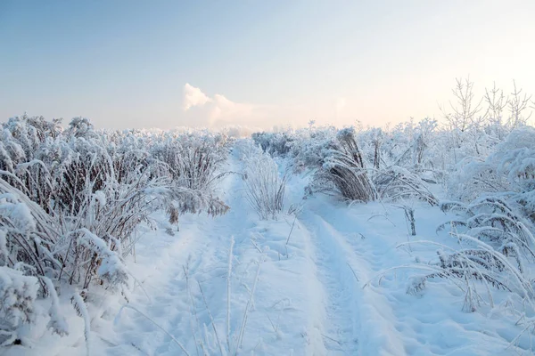 Winterlandschaft mit schneebedeckten Bäumen — Stockfoto