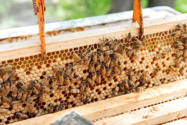Alveare aperto all'ispezione dell'apicoltore — Foto Stock