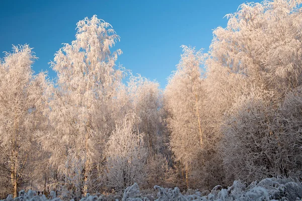 Winterlandschaft mit schneebedeckten Bäumen und blauem Himmel — Stockfoto
