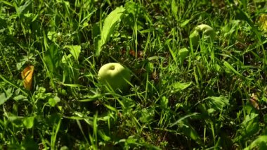 Yeşil elmalı yeşil çimen. Kaydırıcı atışı.