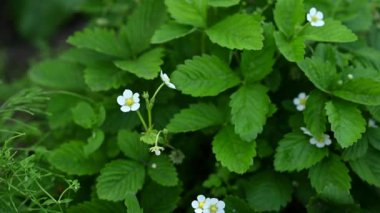 Yazın yeşil yapraklar ve beyaz çiçeklerle çiçek açan çilek. Kaydırıcı atışı