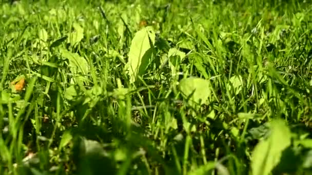 Зелена трава на сході сонця. Постріл повзунка — стокове відео
