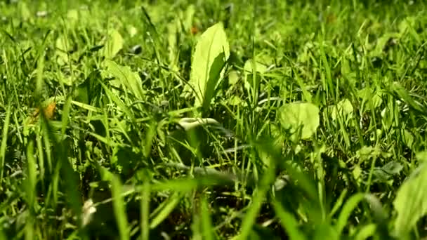 Zelená tráva se zelenými jablky. Snímek posuvníku. — Stock video