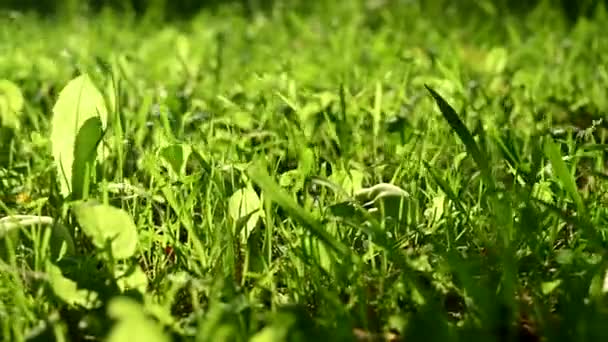 Green grass with green apples. Slider shot. — Stock Video