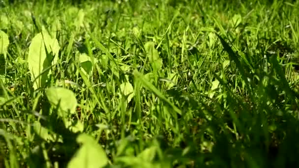 Grünes Gras im Sonnenaufgang. Schieber-Schuss — Stockvideo