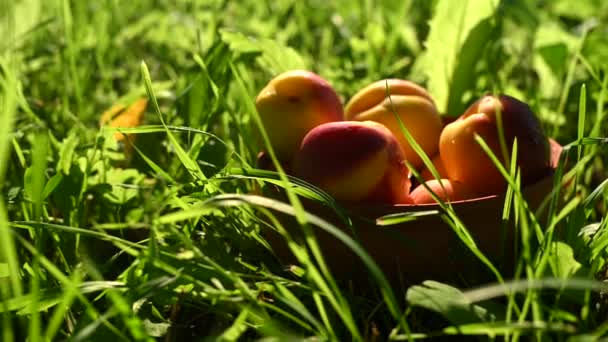 Nectarinas en maceta de barro en hierba verde. Slider tiro. — Vídeo de stock