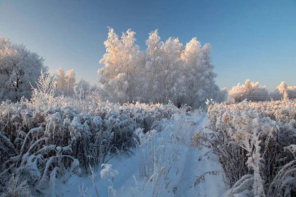 Зимовий пейзаж зі сніжними деревами — стокове фото
