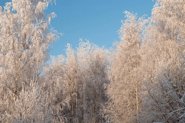 Kış manzarası, karlı ağaçlar ve mavi gökyüzü — Stok fotoğraf