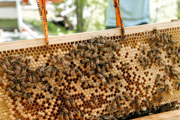 Alveare aperto all'ispezione dell'apicoltore — Foto Stock