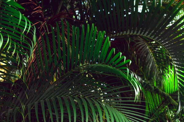 Fondo de plantas de palma tropical. De cerca. —  Fotos de Stock