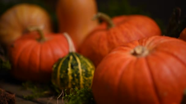 Pumpkins of different sizes. Autumn theme with moss. Slider shot. 4K 3840x2160 — Stock Video