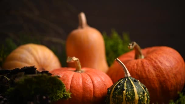 Calabazas de diferentes tamaños. Tema de otoño con musgo. Disparo deslizante. 4K 3840x2160 — Vídeos de Stock