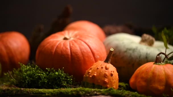 Pompoenen van verschillende afmetingen. Herfst thema met mos. Slider schot. 4K 3840x2160 — Stockvideo