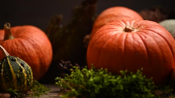 Calabazas de diferentes tamaños. Tema de otoño con musgo. Disparo deslizante. 4K 3840x2160 — Vídeos de Stock