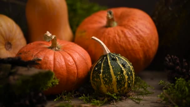 Pumpkins of different sizes. Autumn theme with moss. Slider shot. 4K 3840x2160 — Stock Video