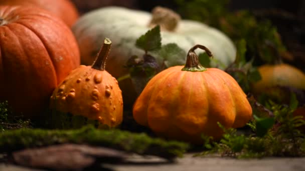 Calabazas de diferentes tamaños. Tema de otoño con musgo. Disparo deslizante. 4K 3840x2160 — Vídeos de Stock