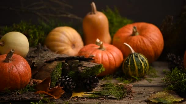 Abóboras de tamanhos diferentes. Tema de outono com musgo. Tiro deslizante. 4K 3840x2160 — Vídeo de Stock