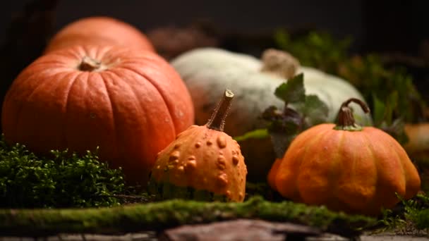 Calabazas de diferentes tamaños. Tema de otoño con musgo. Disparo deslizante. 4K 3840x2160 — Vídeos de Stock