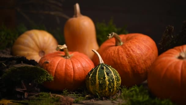 Calabazas de diferentes tamaños. Tema de otoño con musgo. Disparo deslizante. 4K 3840x2160 — Vídeos de Stock