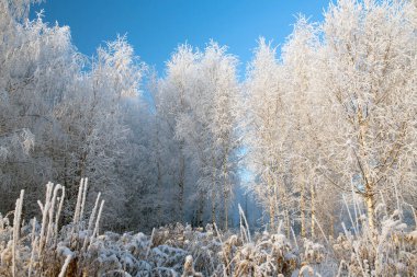 Karlı ağaçlarla kaplı kış manzarası