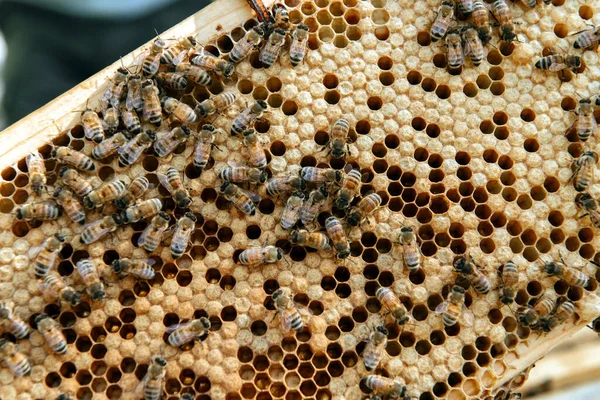 Alveare aperto all'ispezione dell'apicoltore — Foto Stock