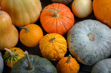 Sonbahar hasadı rengarenk kabaklar ve farklı türde balkabakları..
