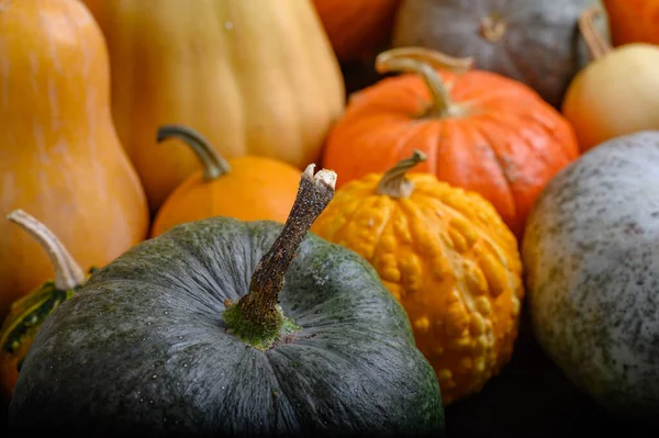 Récolte d'automne courges colorées et citrouilles en différentes variétés. — Photo