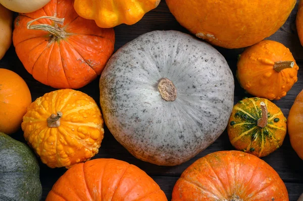 Herfst oogst kleurrijke pompoenen en pompoenen in verschillende variëteiten. — Stockfoto