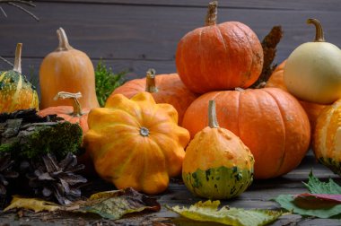 Sonbahar hasadı rengarenk kabaklar ve farklı türde balkabakları. Orman dekorasyonu.
