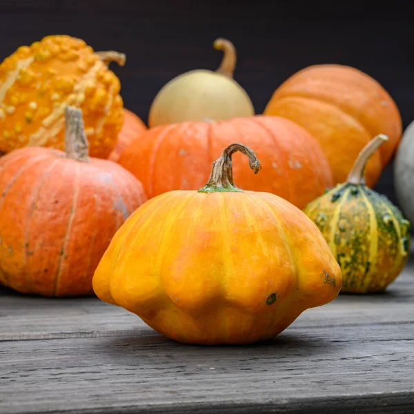 Im Herbst werden bunte Kürbisse und Kürbisse in verschiedenen Sorten geerntet. Holz Hintergrund. — Stockfoto