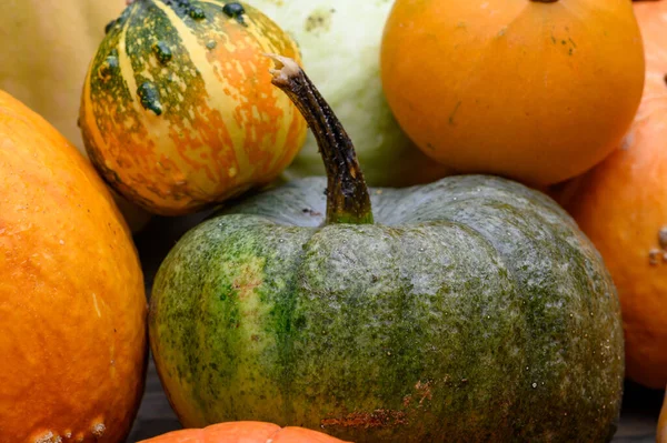 Herfst oogst kleurrijke pompoenen en pompoenen in verschillende variëteiten. Houtachtergrond. — Stockfoto