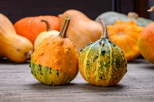 Sonbahar hasadı rengarenk kabaklar ve farklı türde balkabakları. Ahşap arkaplan.