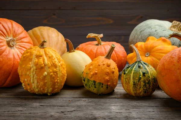 Herfst oogst kleurrijke pompoenen en pompoenen in verschillende variëteiten. Houtachtergrond. — Stockfoto