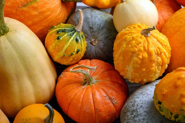 Herfst oogst kleurrijke pompoenen en pompoenen in verschillende variëteiten. — Stockfoto