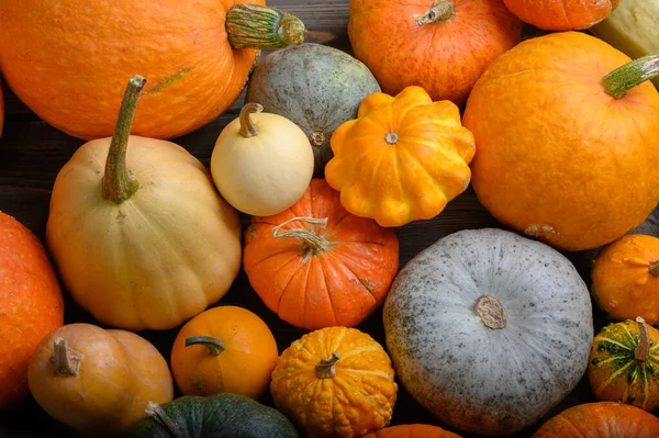 Herfst oogst kleurrijke pompoenen en pompoenen in verschillende variëteiten. — Stockfoto