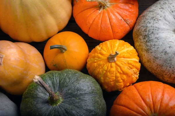 Herbsternte bunte Kürbisse und Kürbisse in verschiedenen Sorten. — Stockfoto