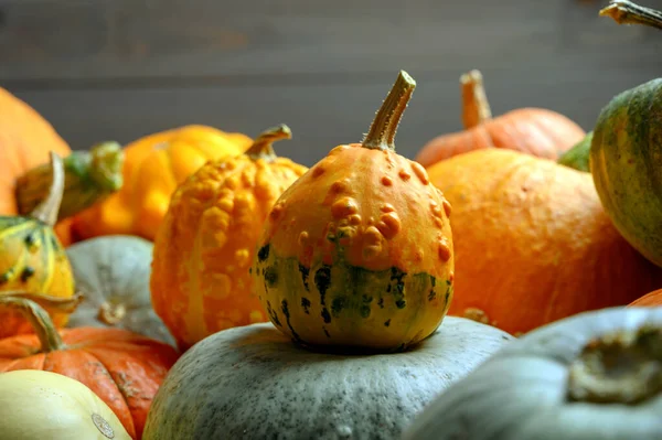 Herfst oogst kleurrijke pompoenen en pompoenen in verschillende variëteiten. — Stockfoto