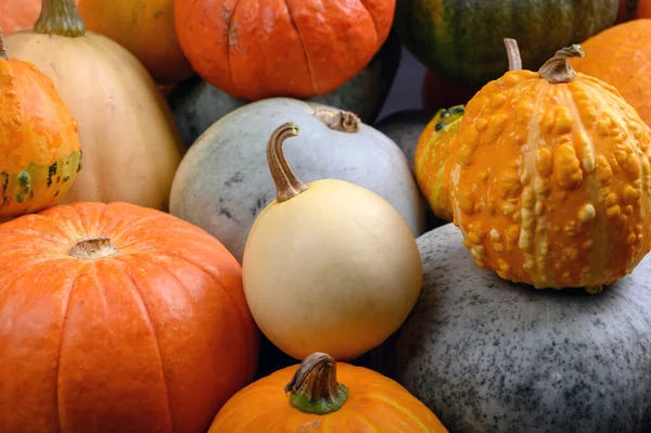 Colheita de outono abóboras coloridas e abóboras em diferentes variedades. — Fotografia de Stock