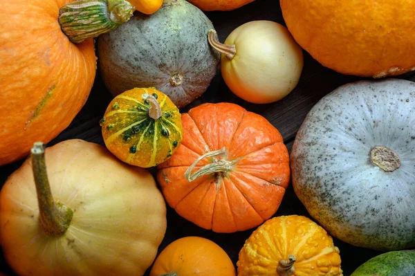 Sonbahar hasadı rengarenk kabaklar ve farklı türde balkabakları..