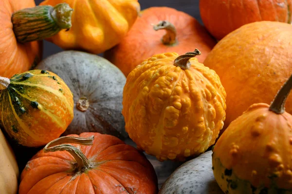 Herfst oogst kleurrijke pompoenen en pompoenen in verschillende variëteiten. — Stockfoto