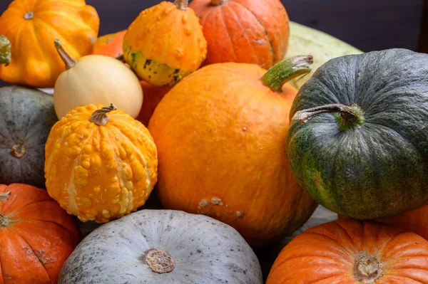 Herfst oogst kleurrijke pompoenen en pompoenen in verschillende variëteiten. — Stockfoto