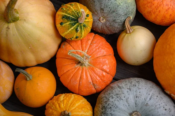 Herfst oogst kleurrijke pompoenen en pompoenen in verschillende variëteiten. — Stockfoto